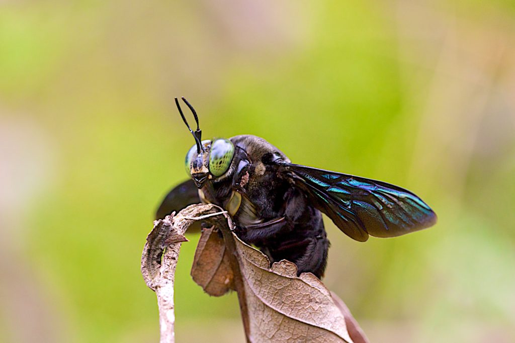 Carpenter Bee: Canon EF 100mm f/2.8L IS ISO 800 f/8 1/250s